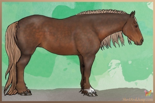 Horse Color:Liver Chestnut 