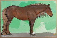 Horse Color:Liver Chestnut 