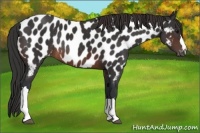 Horse Color:Brown Near Leopard Rabicano