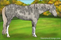 Horse Color:Smoky Creme Ice Dun 