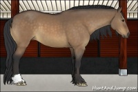 Horse Color:Brown Dun