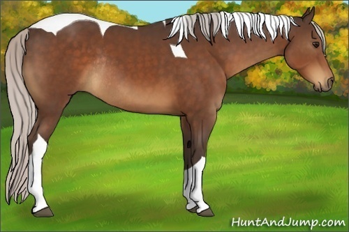 Horse Color:Silver Brown Tobiano Rabicano 
