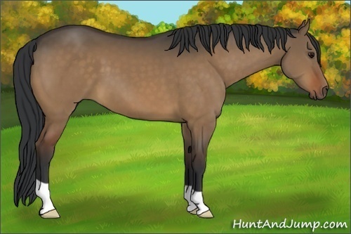 Horse Color:Brown Dun 