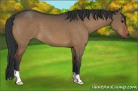 Horse Color:Brown Dun