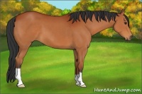 Horse Color:Brown 