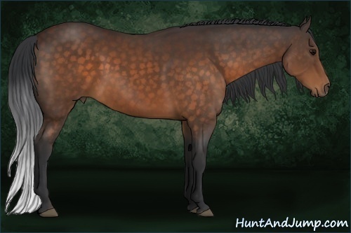 Horse Color:Brown Rabicano 