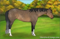 Horse Color:Brown Dun 