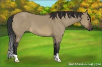 Horse Color:Brown Dun 