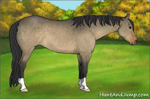 Horse Color:Brown Dun