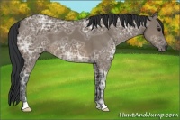 Horse Color:Brown Ice Dun