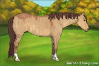 Horse Color:Chocolate Buckskin Dun 