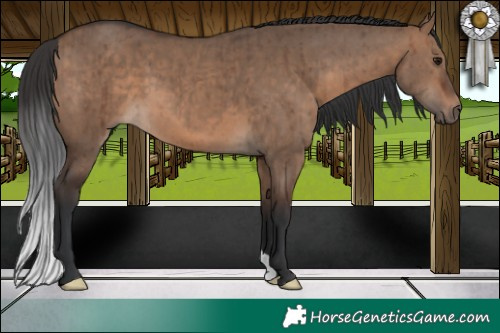Horse Color:Brown Dun Brindle 
