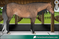 Horse Color:Brown Dun Brindle 
