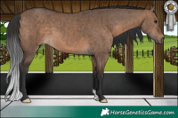 Horse Color:Brown Dun Brindle 