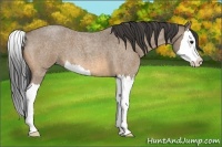 Horse Color:Buckskin Roan Splash 