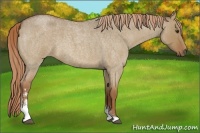 Horse Color:Red Dun Roan Sabino 