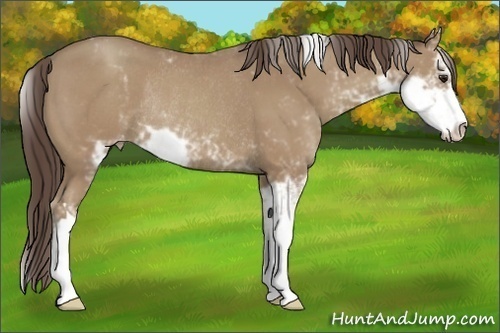 Horse Color:Classic Champagne Sabino Varnish Rabicano 