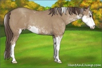 Horse Color:Classic Champagne Sabino Varnish Rabicano 