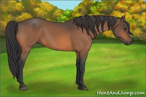 Horse Color:Buckskin Sabino