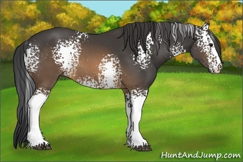 Horse Color:White Spotted Buckskin Sabino 
