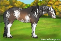 Horse Color:White Spotted Buckskin Sabino