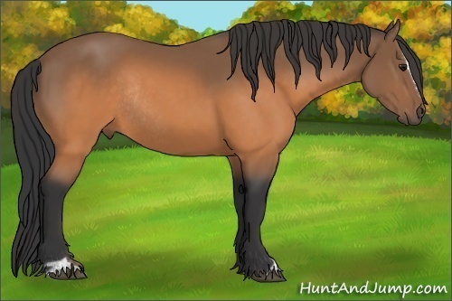 Horse Color:Buckskin Sabino Rabicano