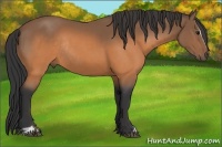 Horse Color:Buckskin Sabino Rabicano 