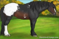 Horse Color:Brown Appaloosa