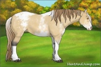 Horse Color:White Spotted Buckskin Dun Tobiano Varnish