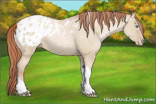 Horse Color:Smoky Grullo Pearl Sabino Tobiano Appaloosa Rabicano 