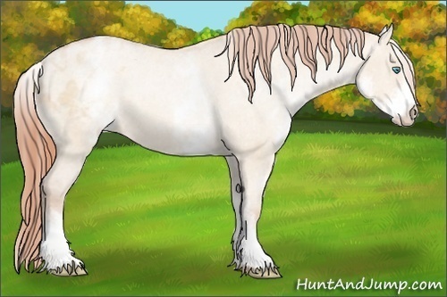 Horse Color:White Spotted Buckskin Pearl Dun Appaloosa Rabicano 