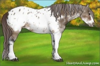 Horse Color:Brown Dun Sabino Frame Appaloosa 