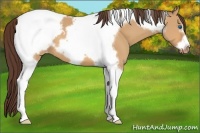 Horse Color:Bay Dun Tobiano Frame Snowcap