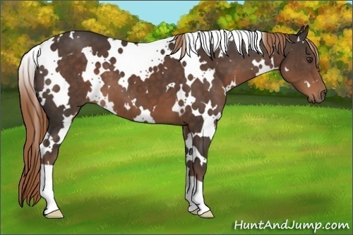 Horse Color:White Spotted Liver Chestnut 