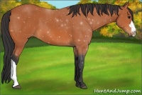 Horse Color:Bay 