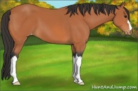Horse Color:Bay Appaloosa