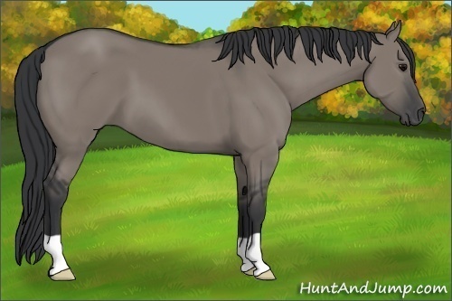Horse Color:Grullo 