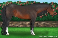 Horse Color:Brown 