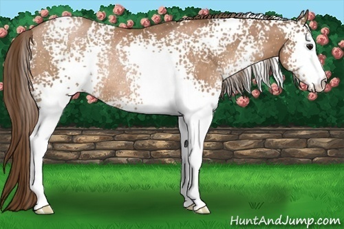 Horse Color:White Spotted Brown Pearl Rabicano