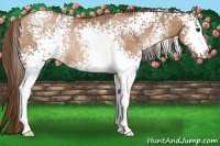 Horse Color:White Spotted Brown Pearl Rabicano