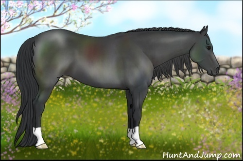 Horse Color:Black 