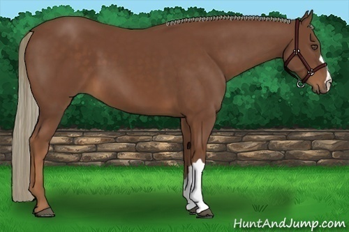 Horse Color:Chestnut 
