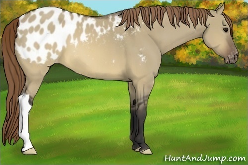 Horse Color:Buckskin Dun Appaloosa 