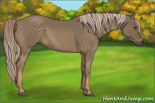 Horse Color:Chocolate Palomino 
