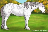 Horse Color:Watercolor White Spotted Sable Cream Champagne Splash Blanket Rabicano 