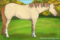Horse Color:Gold Champagne Dun