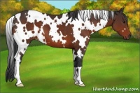 Horse Color:White Spotted Brown 