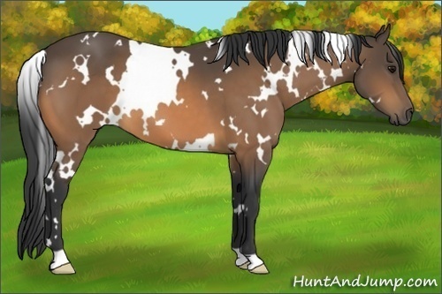 Horse Color:White Spotted Buckskin 
