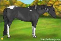 Horse Color:Black Sabino Tobiano 