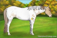 Horse Color:White Spotted Brown Pearl Dun Tobiano Rabicano